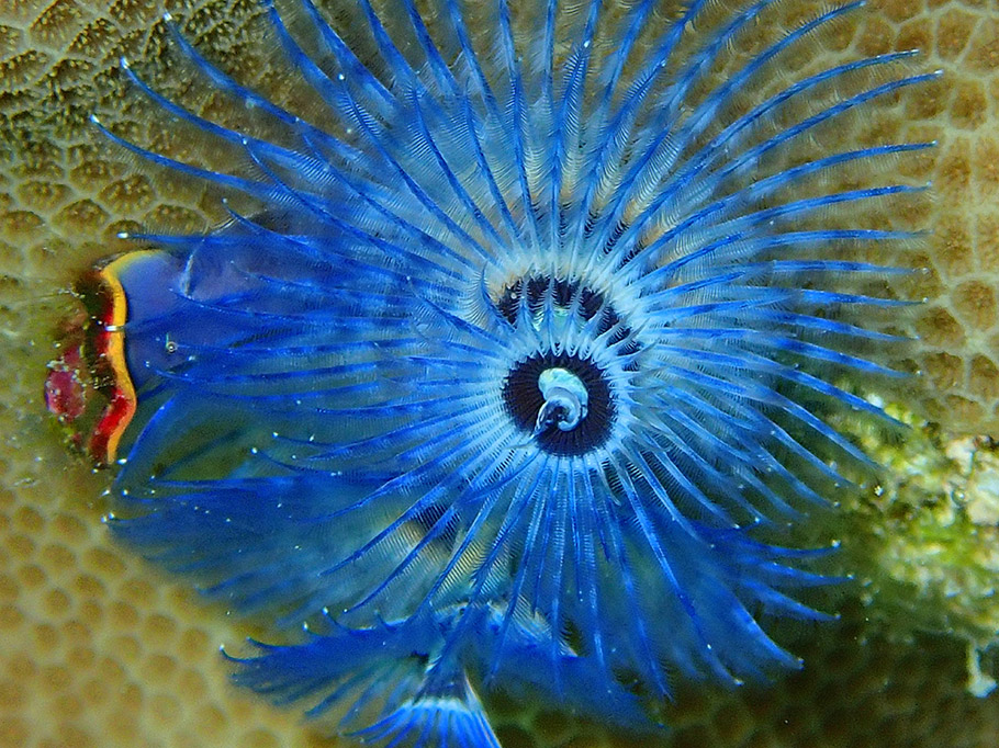 Bora Bora plongée corail